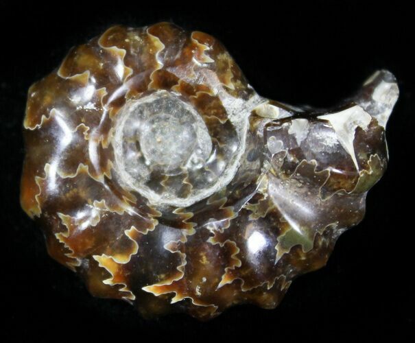 Polished, Agatized Douvilleiceras Ammonite - #29325